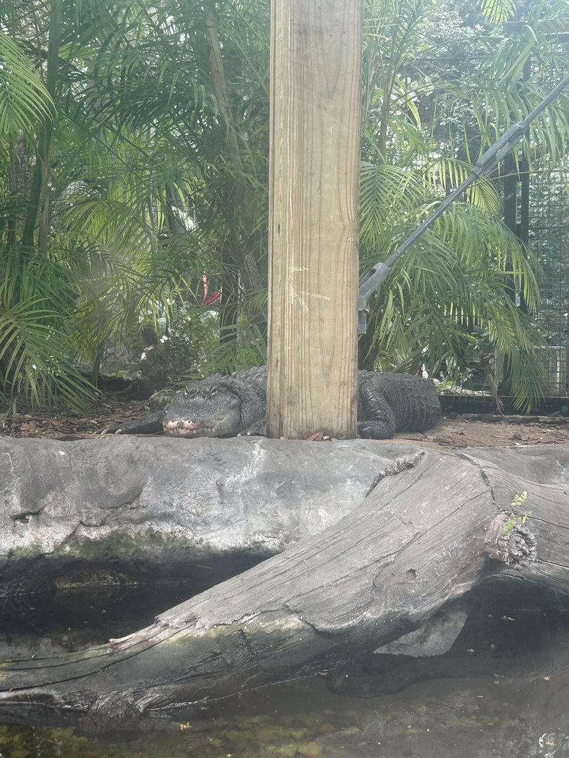 Jun. 2023- American alligator
