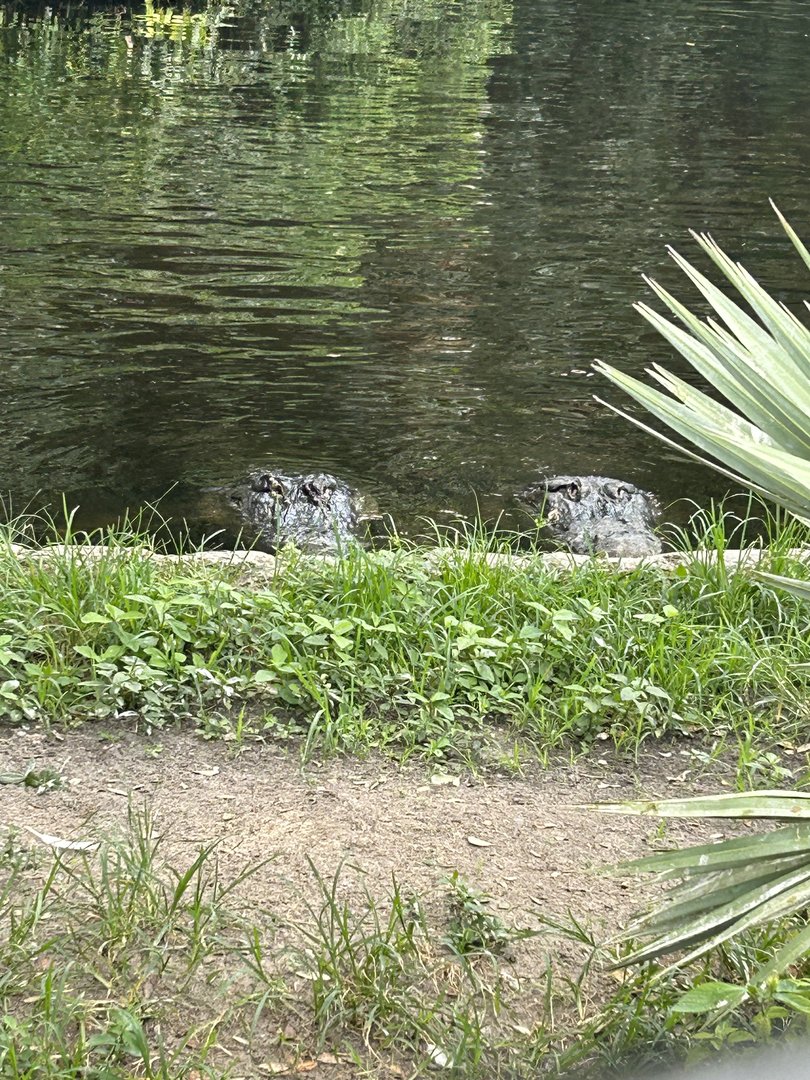 Jun. 2023- American alligators