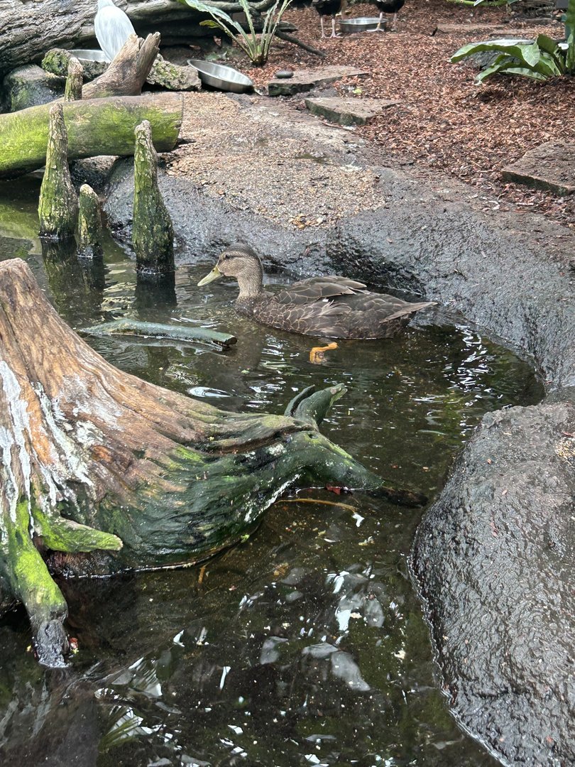 Jun. 2023- American black duck