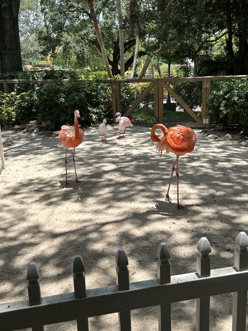 Jun. 2023- American flamingos and Lesser flamingos