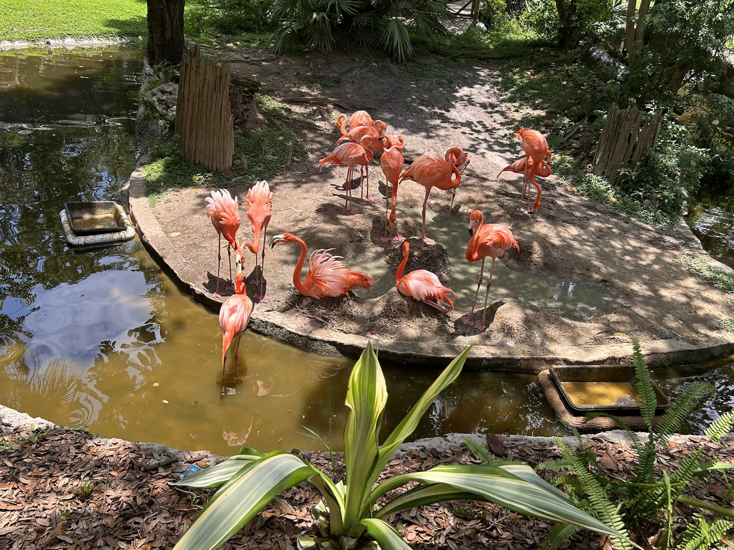 Jun. 2023- American flamingos
