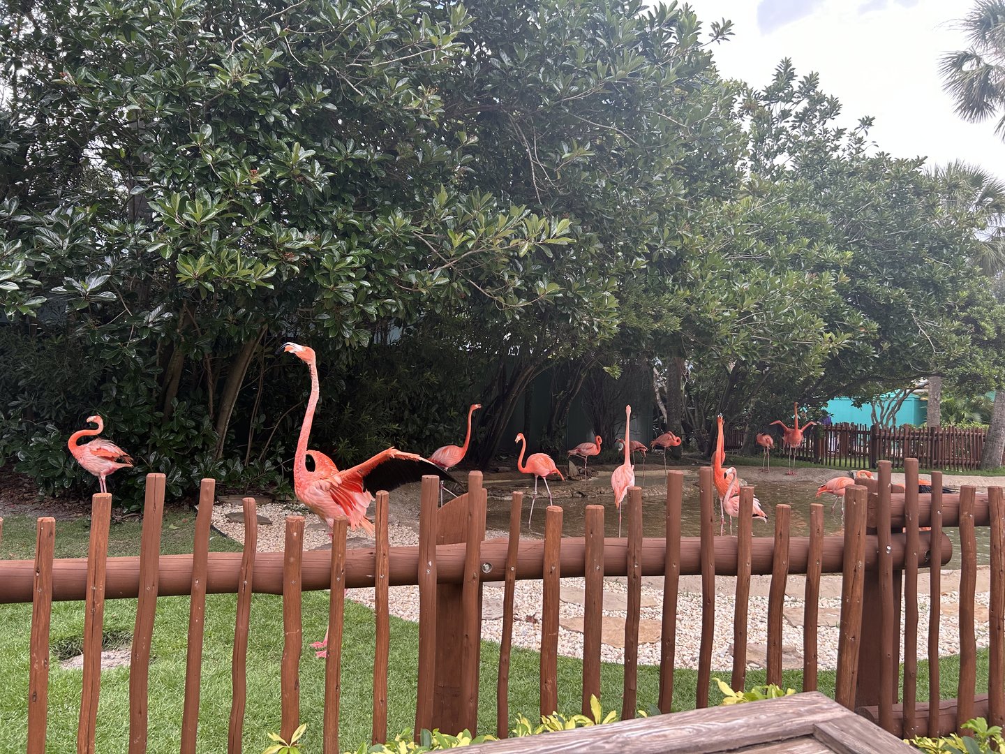 Jun. 2023- American flamingos
