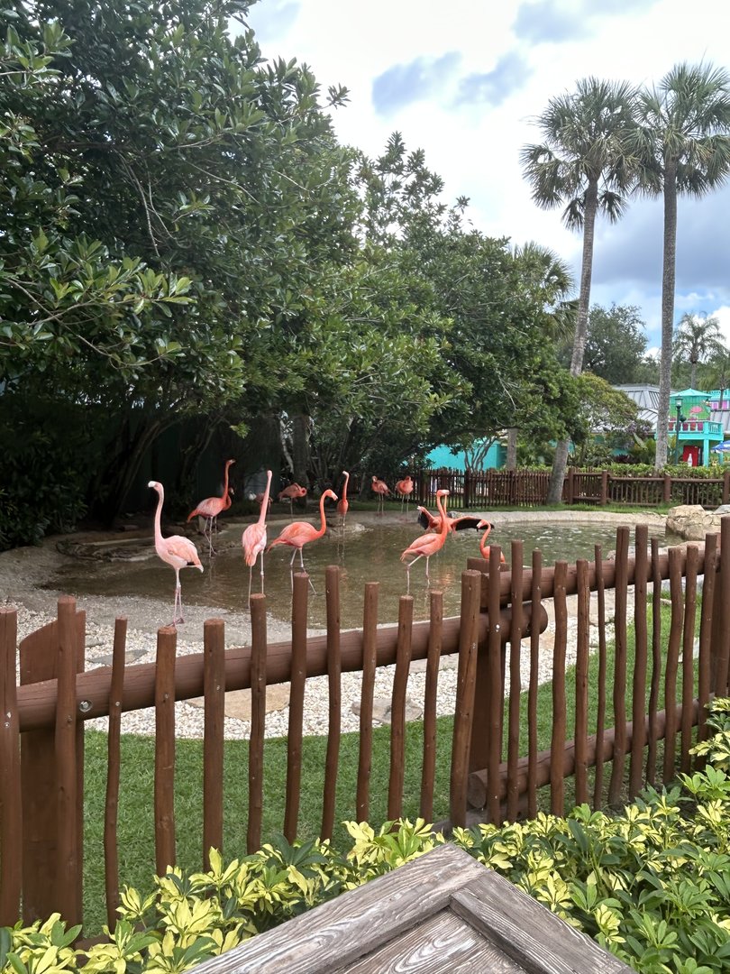 Jun. 2023- American flamingos