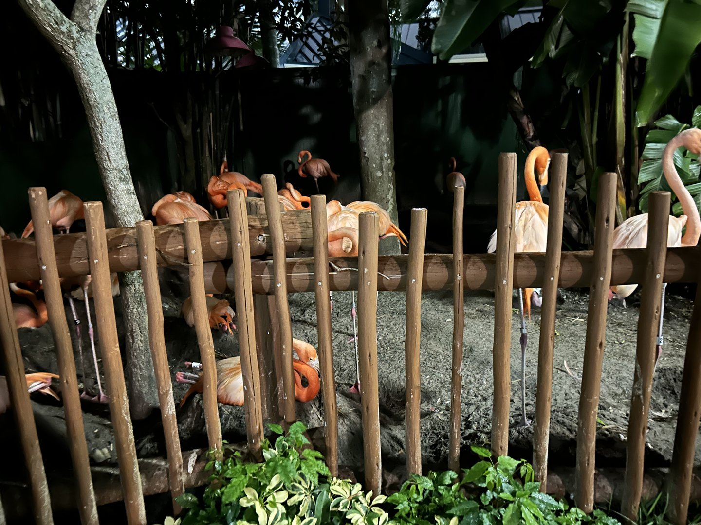 Jun. 2023- American flamingos