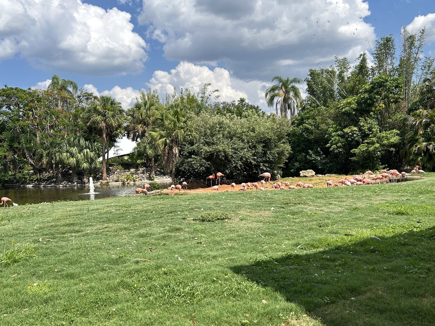 Jun. 2023- American flamingos