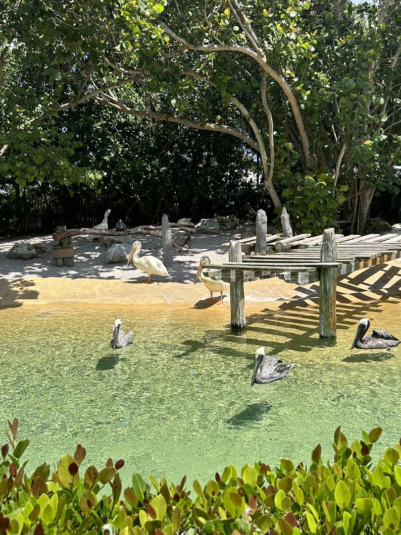 Jun. 2023- American white pelicans and Brown pelicans