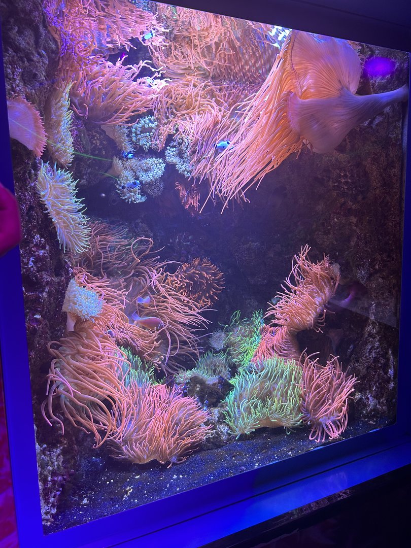 Jun. 2023- Anemone and Clownfish tank