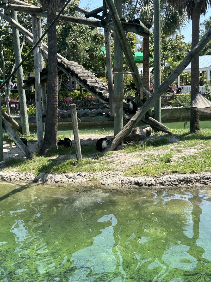 Jun. 2023- Angolan colobus