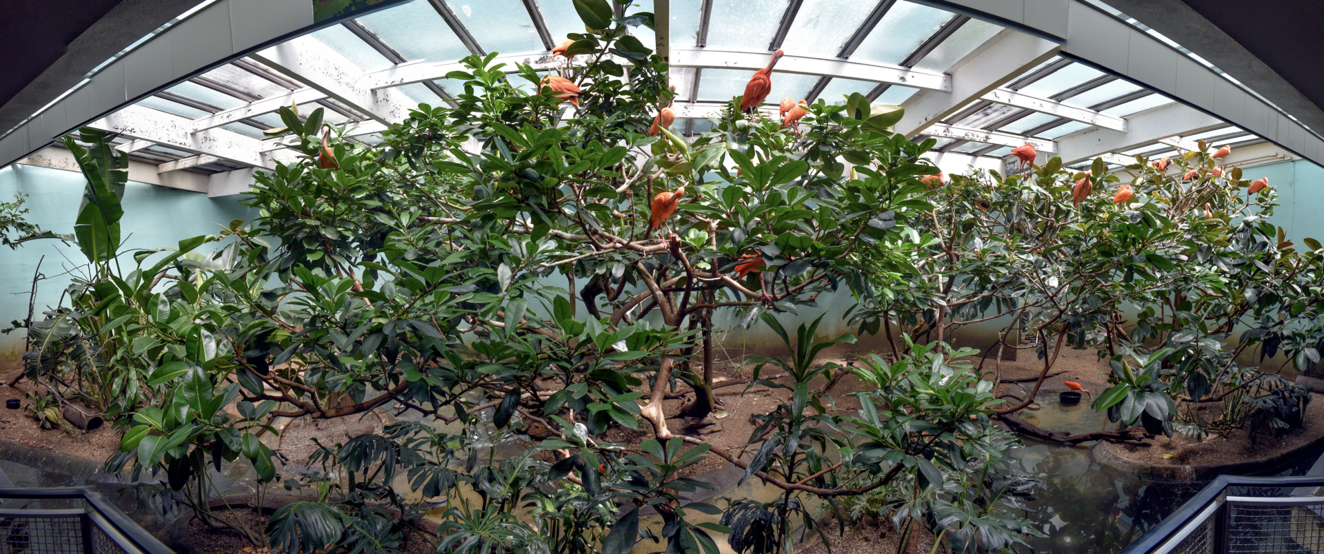 Jun. 2023 - Aquatic Bird House - Scarlet Ibis Exhibit