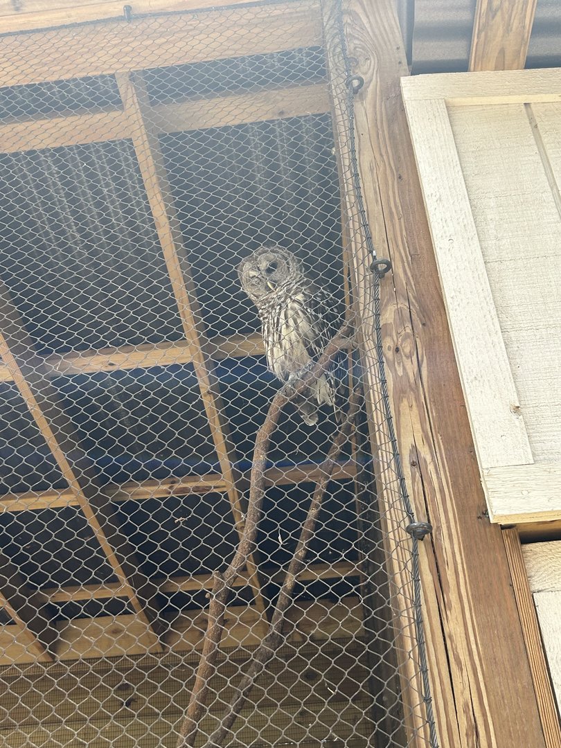 Jun. 2023- Barred owl