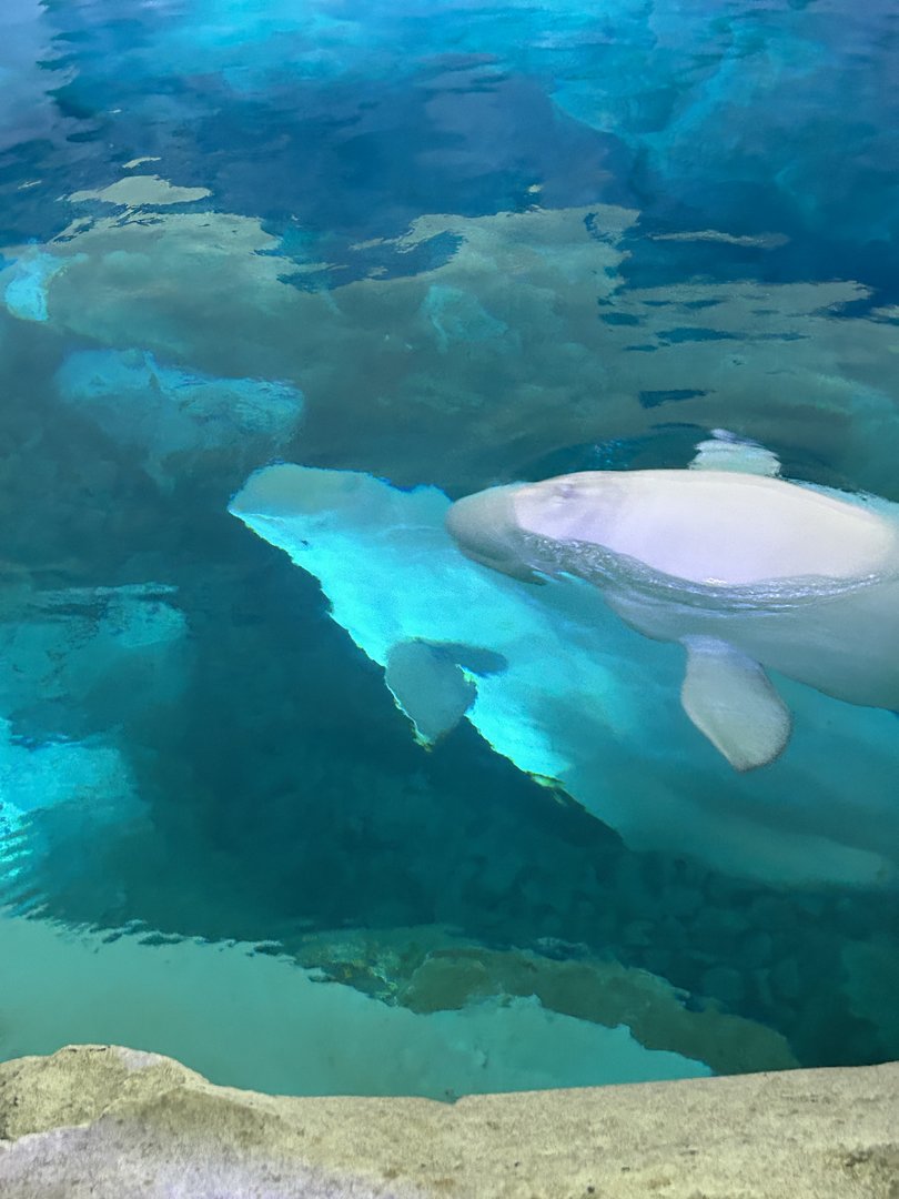 Jun. 2023- Belugas