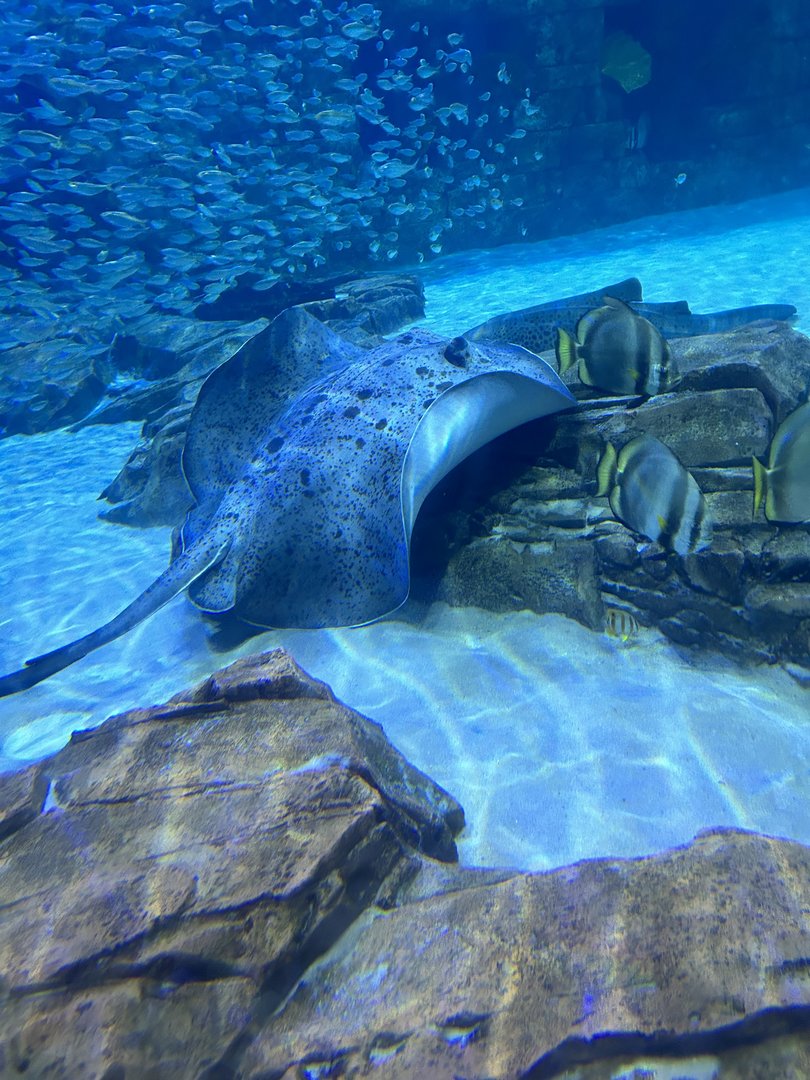 Jun. 2023- Black-blotched stingray and Orbicular batfish