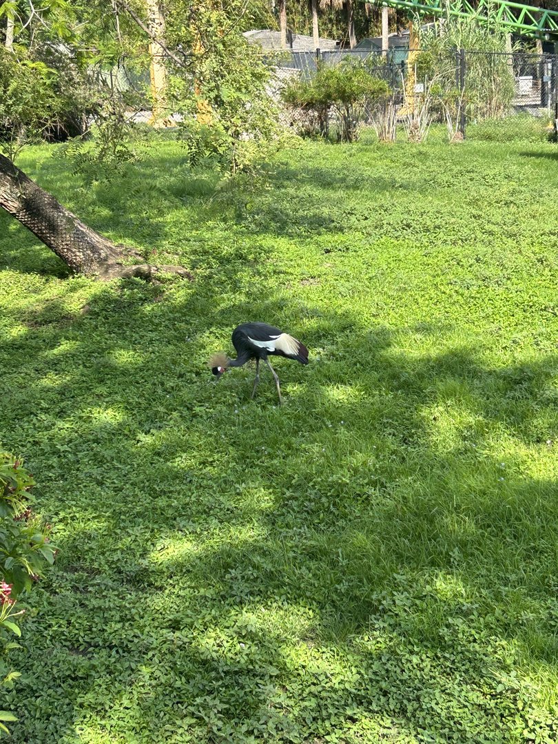 Jun. 2023- Black crowned crane