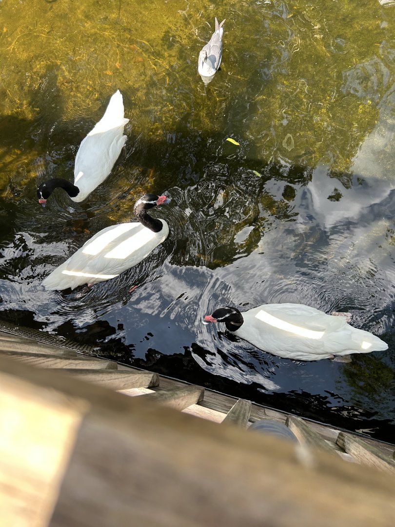 Jun. 2023- Black-necked swans