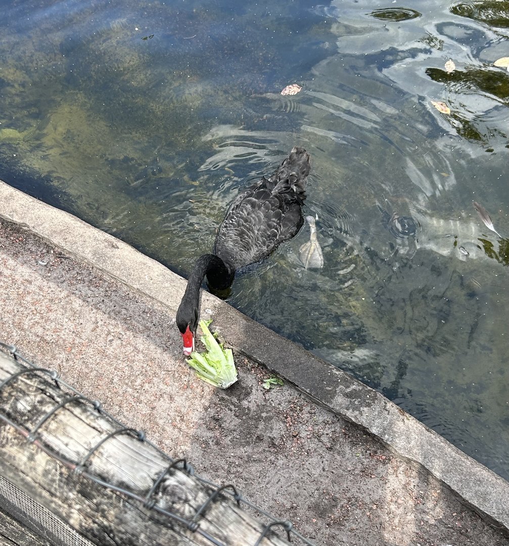 Jun. 2023- Black swan