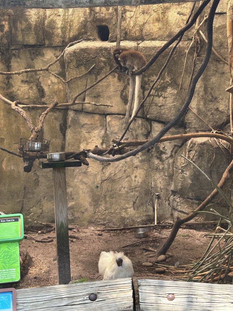 Jun. 2023- Bolivian grey titis and Silkie chicken
