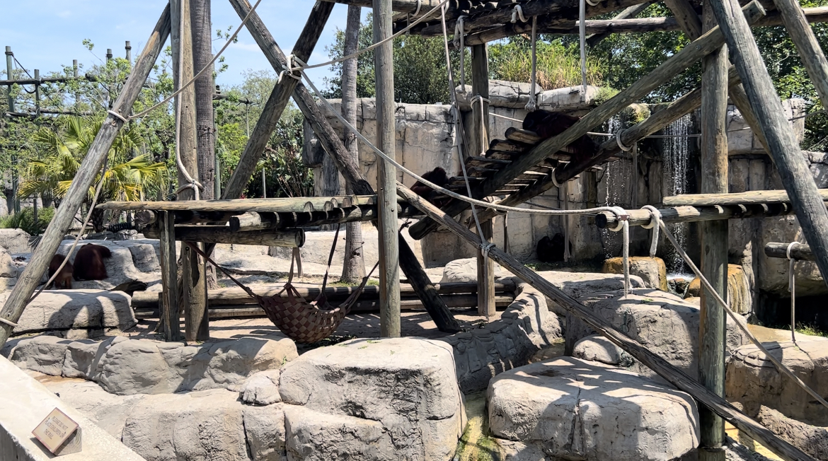 Jun. 2023- Bornean orangutan exhibit