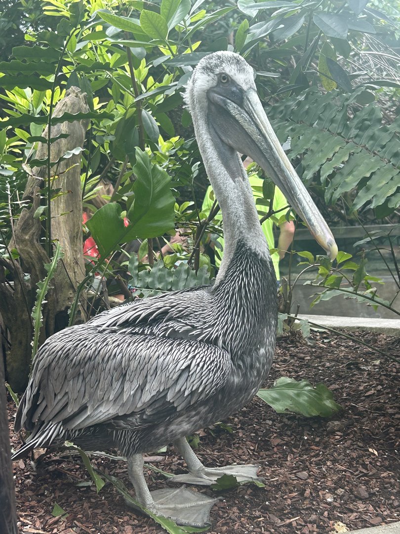 Jun. 2023- Brown pelican