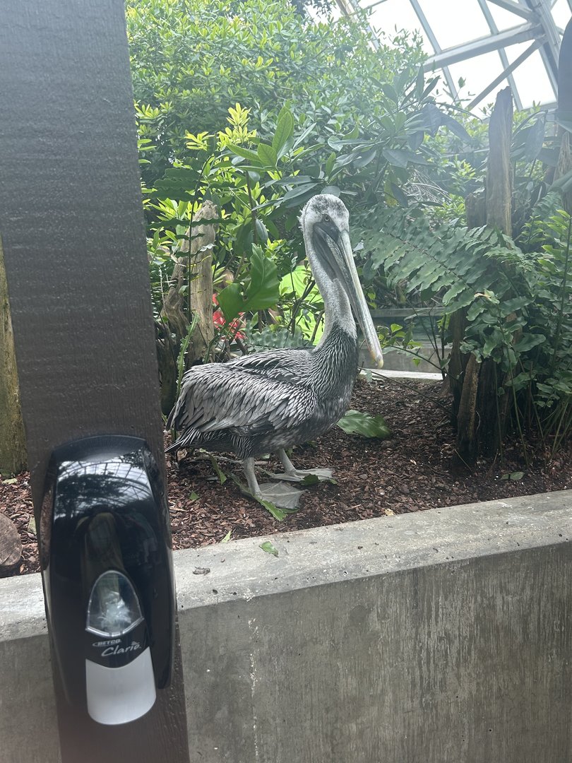 Jun. 2023- Brown pelican