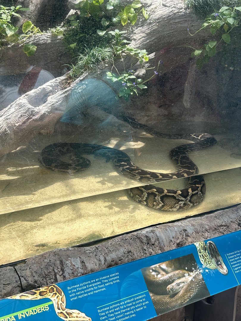 Jun. 2023- Burmese python