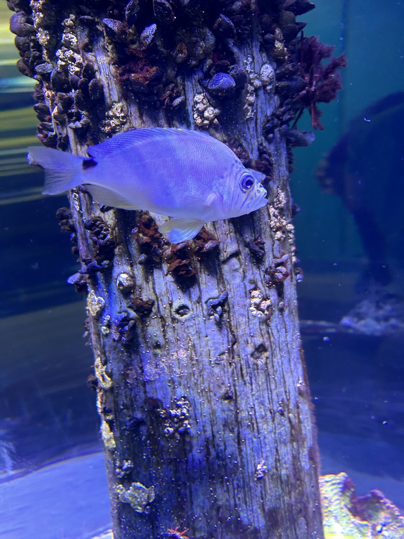 Jun. 2023- Butter hamlet