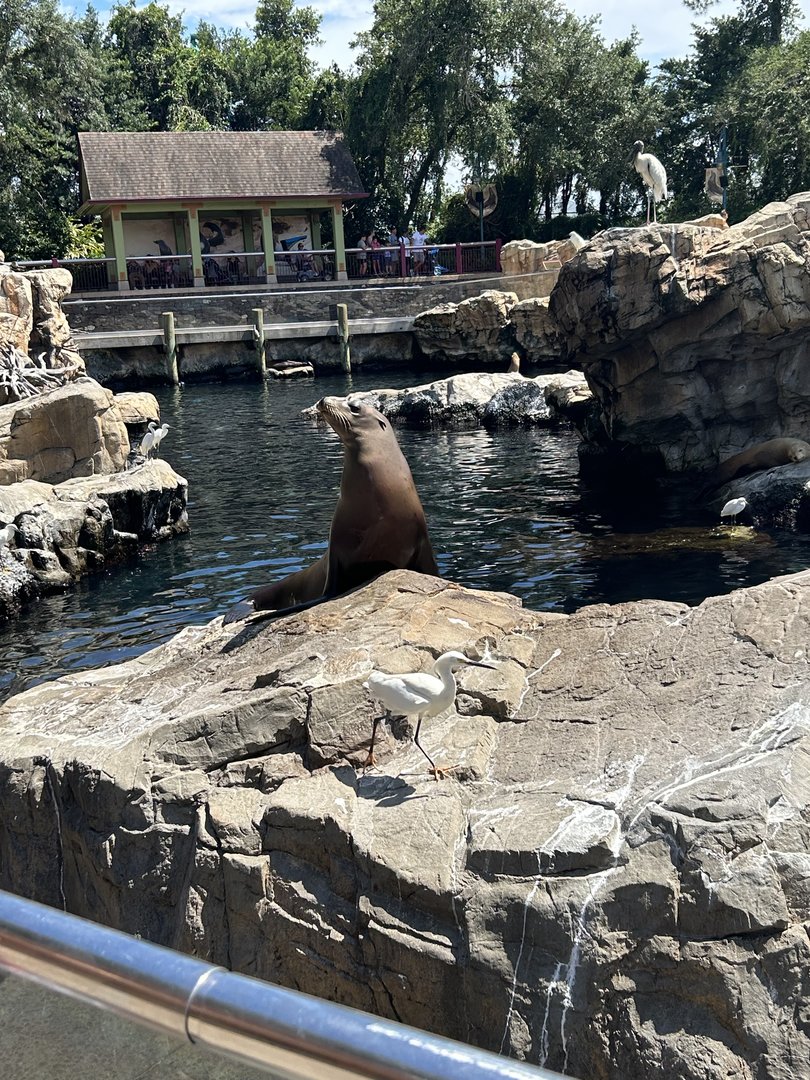Jun. 2023- California sea lion