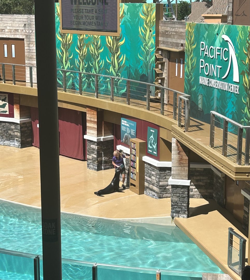 Jun. 2023- California sea lion