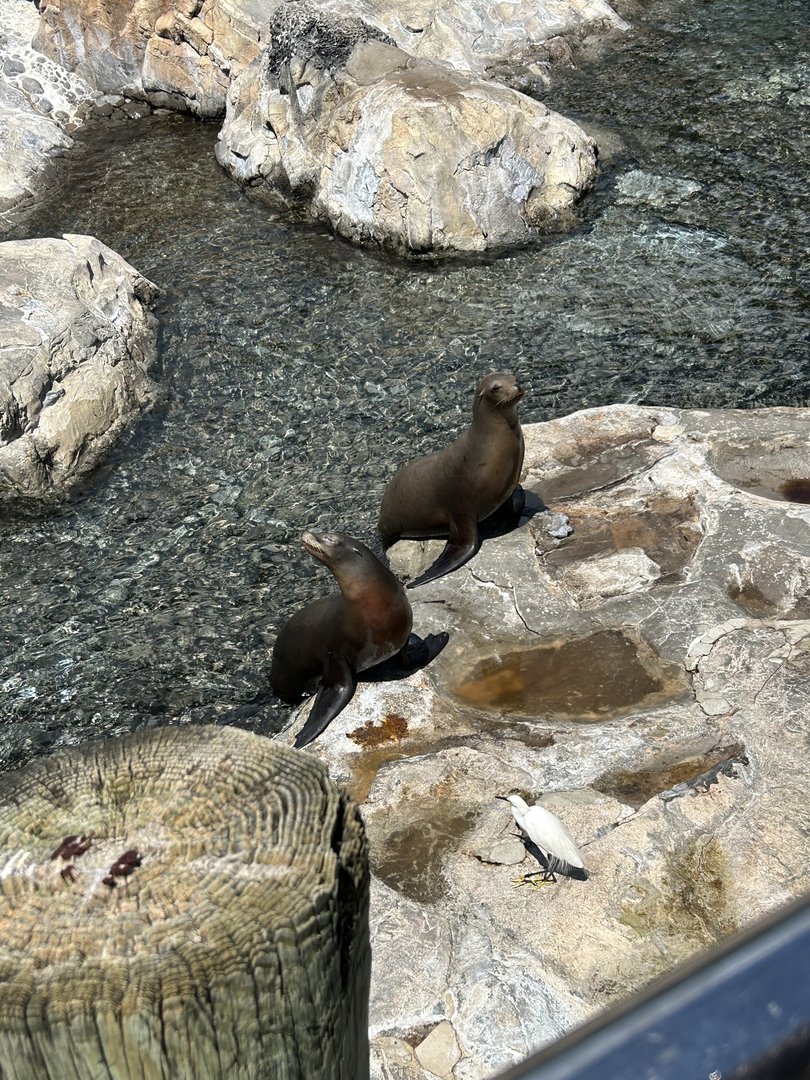 Jun. 2023- California sea lions