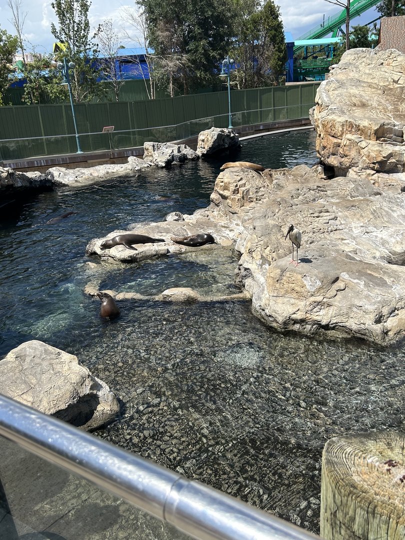 Jun. 2023- California sea lions