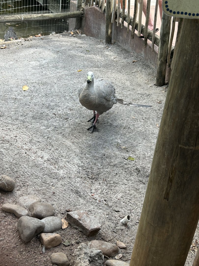 Jun. 2023- Cape Barren goose