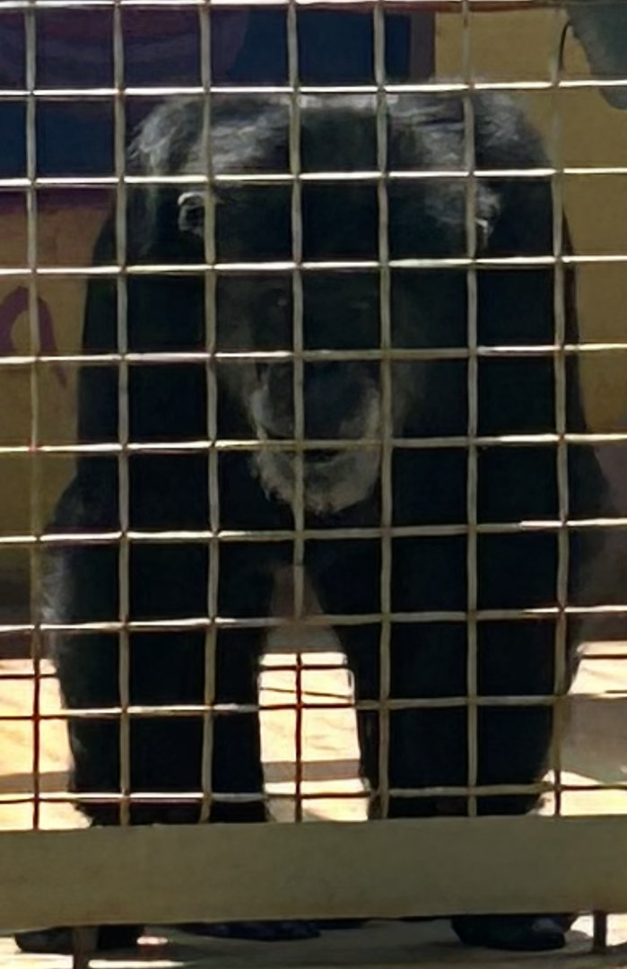 Jun. 2023- Chimpanzee