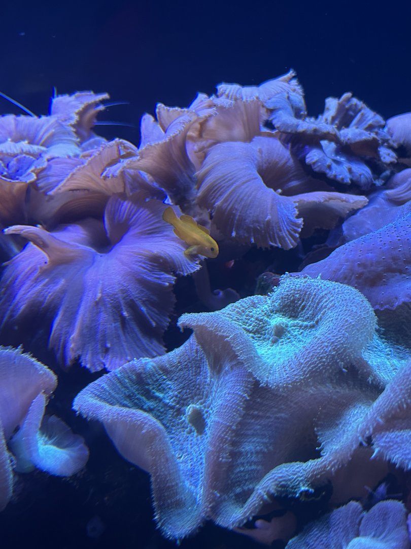 Jun. 2023- Clown goby and corals