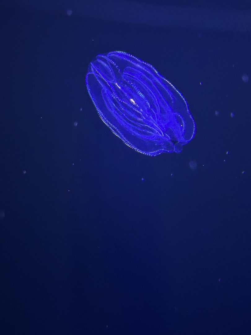 Jun. 2023- Comb jelly