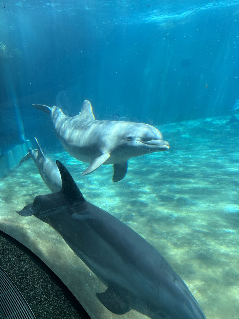 Jun. 2023- Common bottlenose dolphins