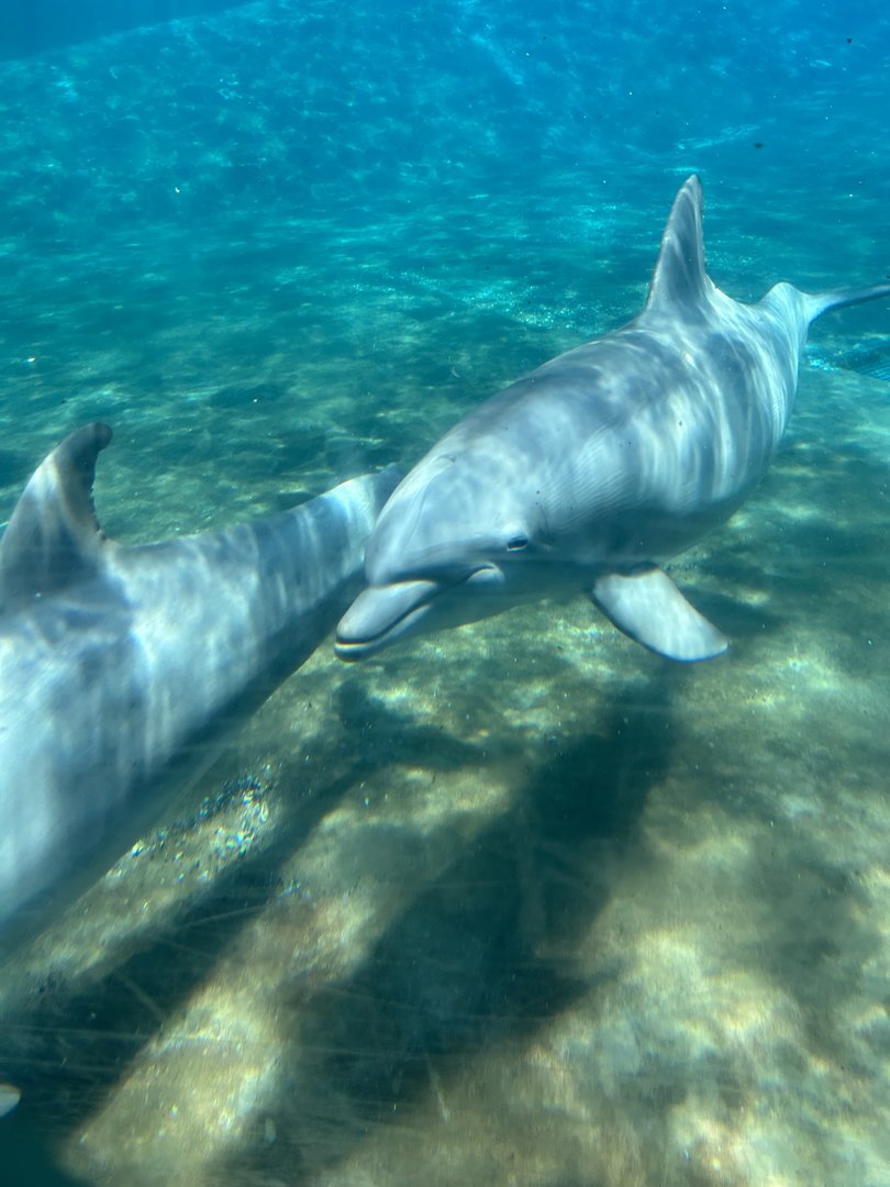Jun. 2023- Common bottlenose dolphins