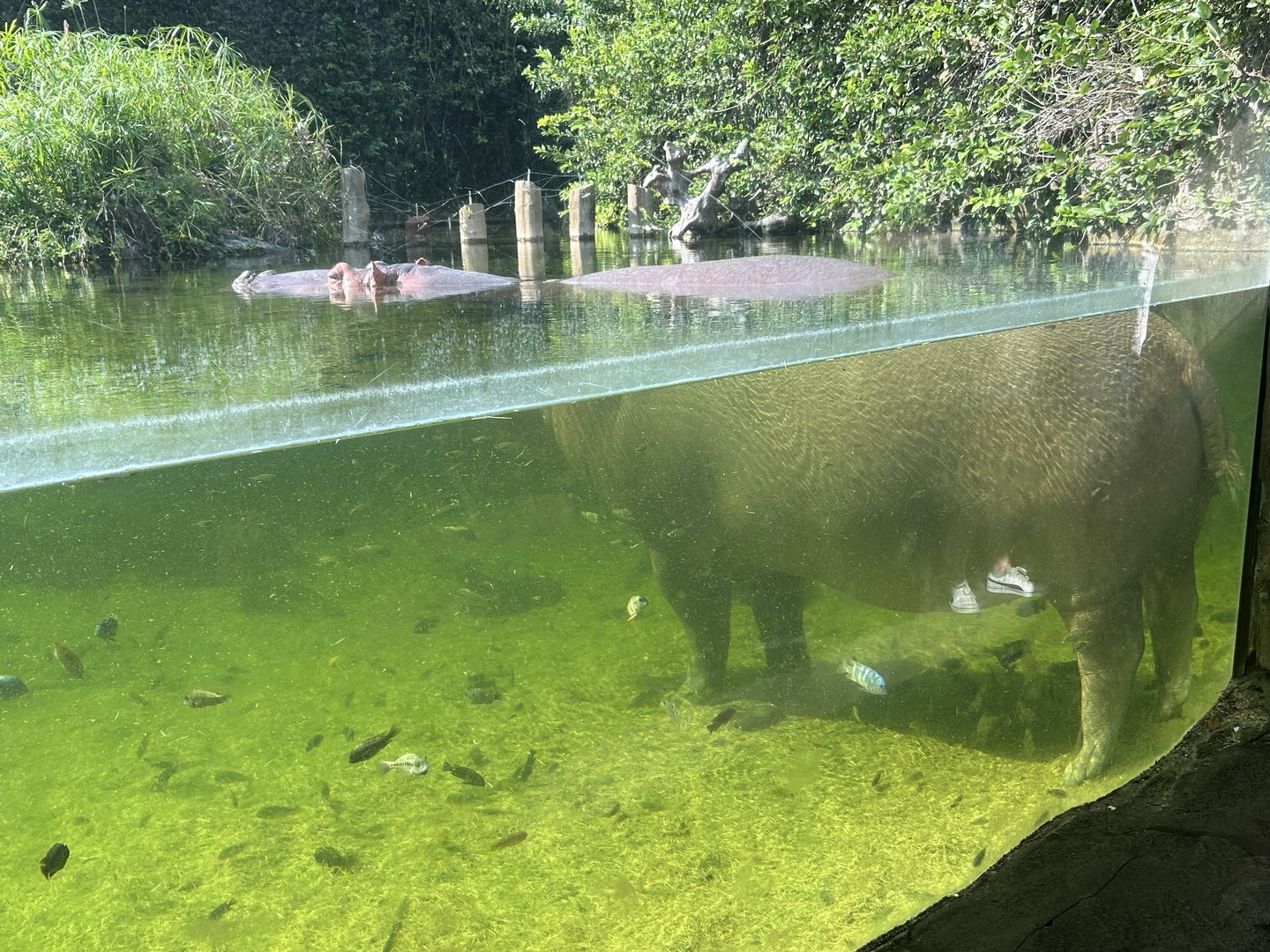 Jun. 2023- Common hippopotamus and various African cichlids