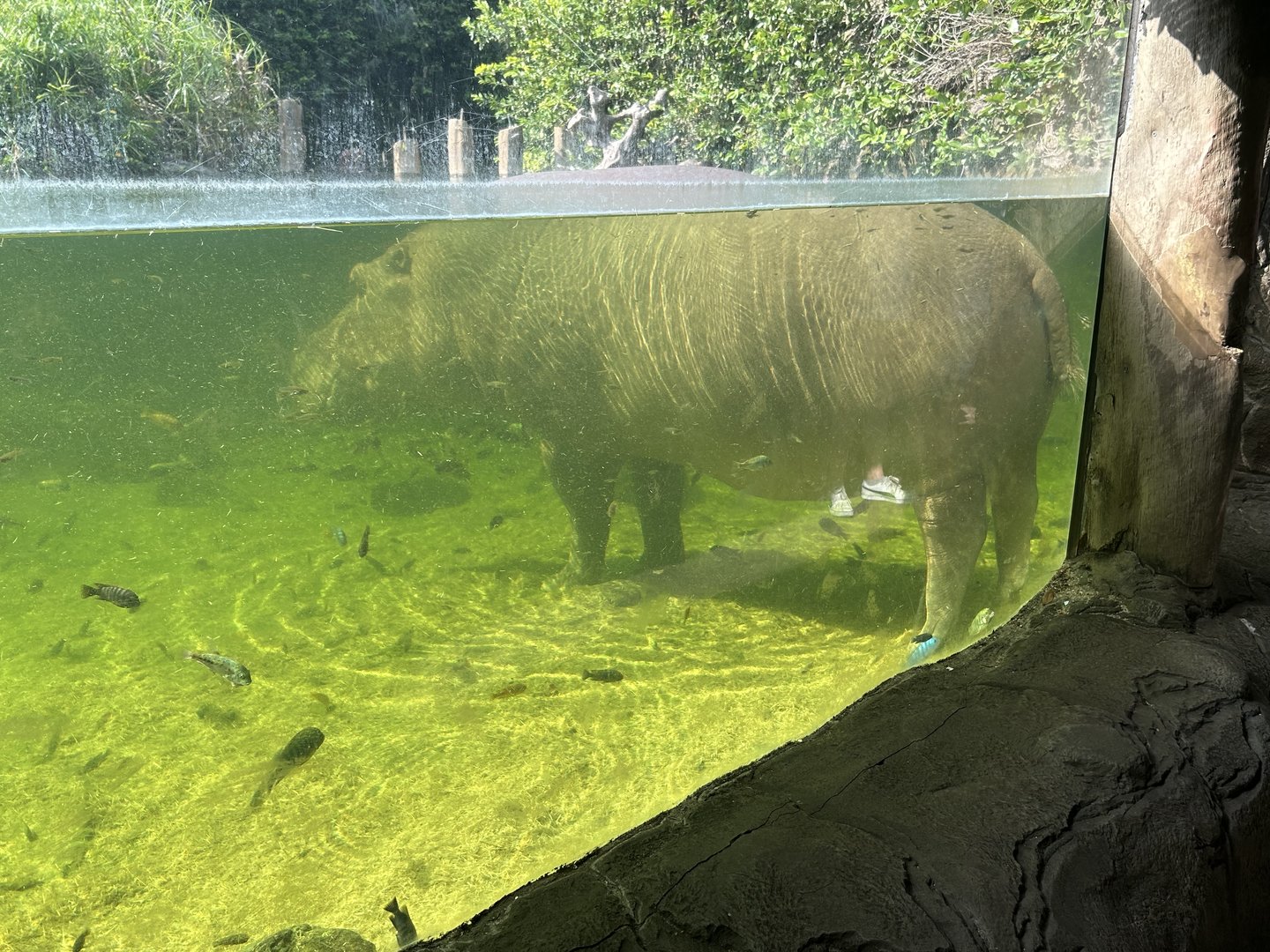 Jun. 2023- Common hippopotamus and various African cichlids