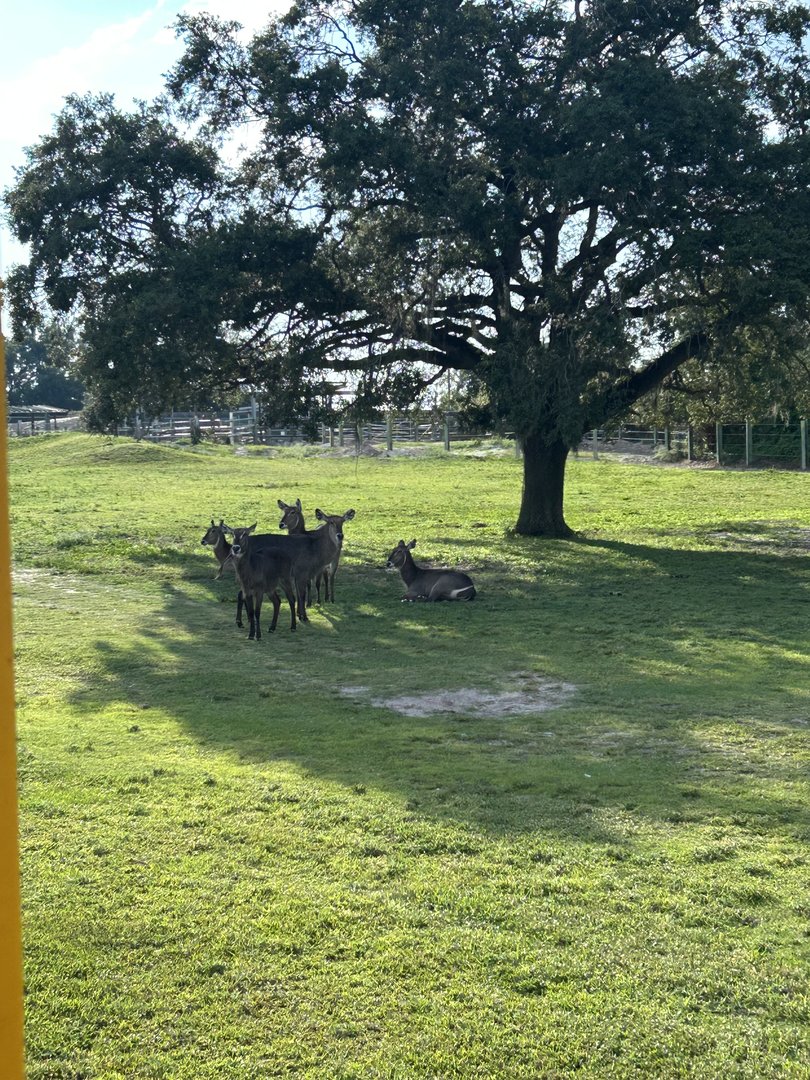 Jun. 2023- Common waterbuck