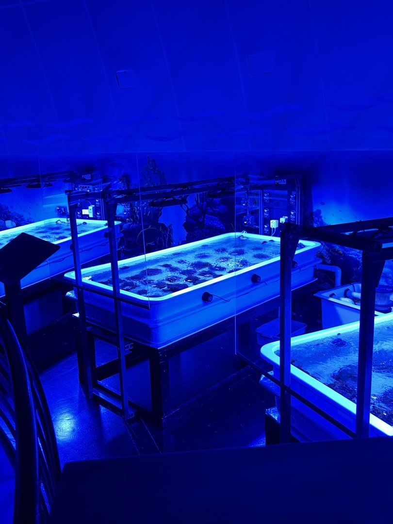 Jun. 2023- Coral lab