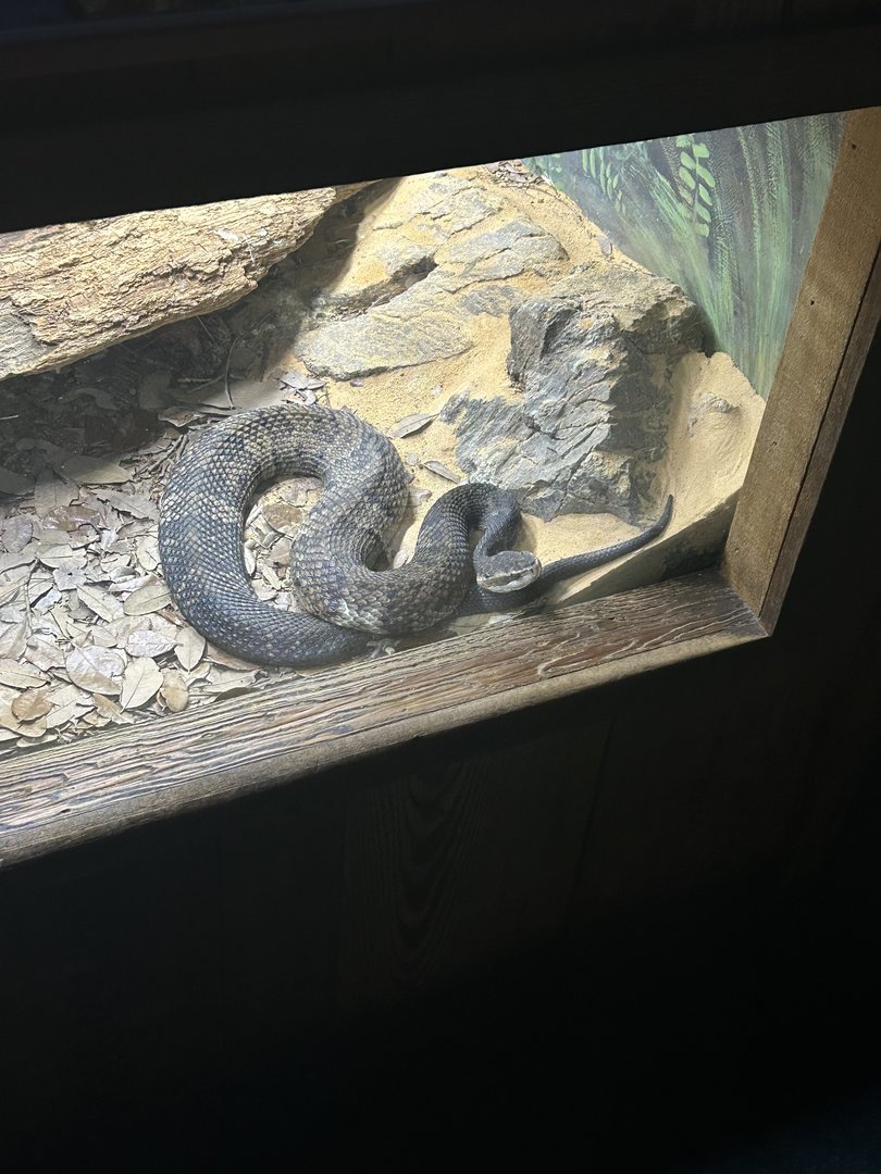Jun. 2023- Cottonmouth