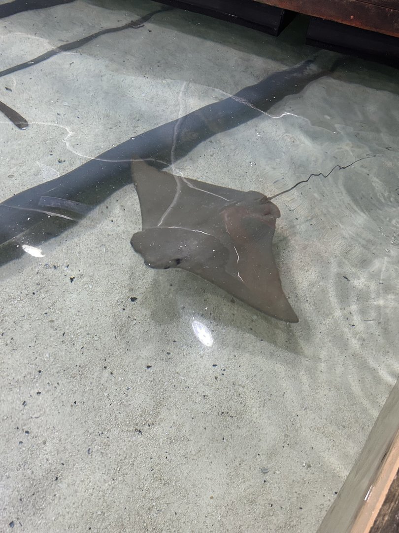 Jun. 2023- Cownose ray