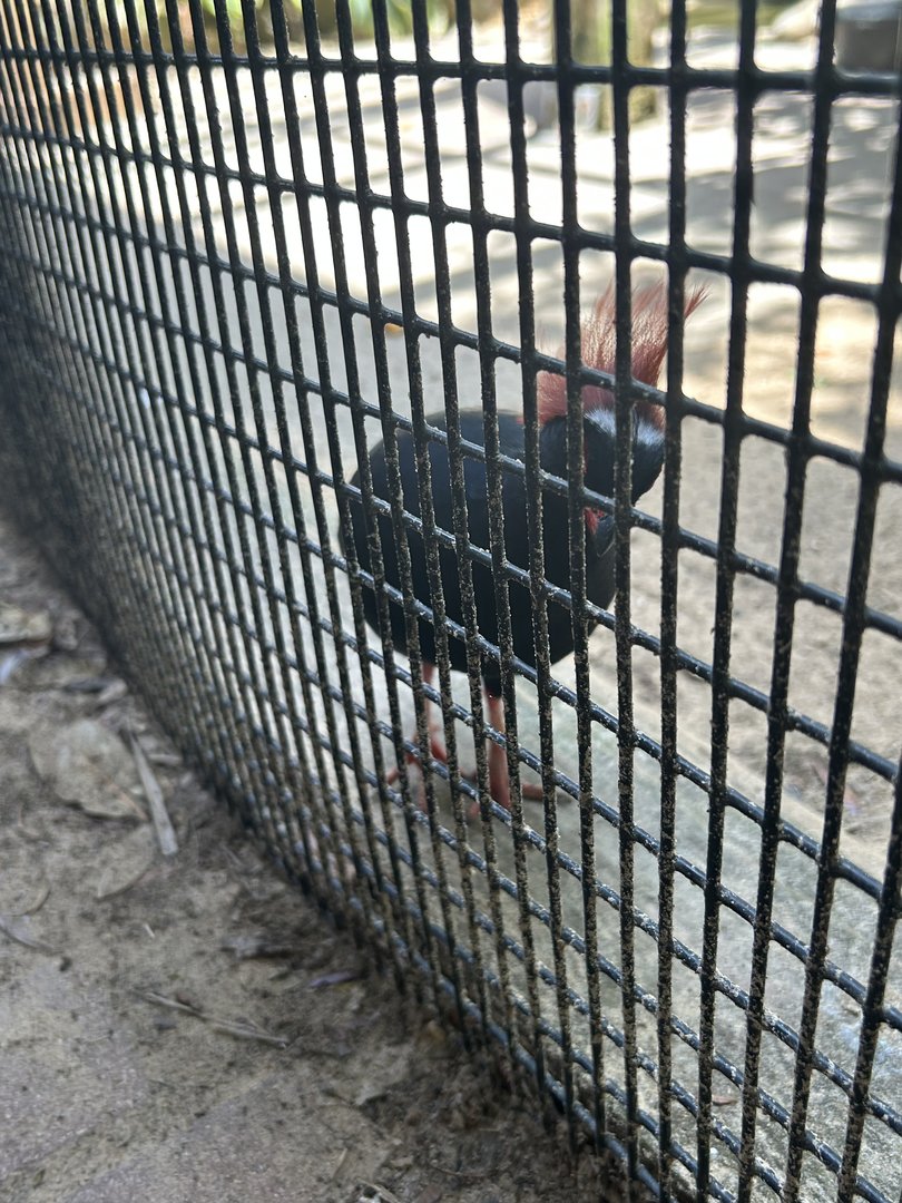 Jun. 2023- Crested wood partridge