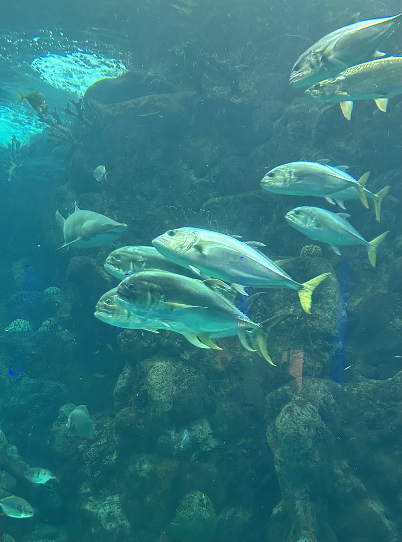 Jun. 2023- Crevalle jacks