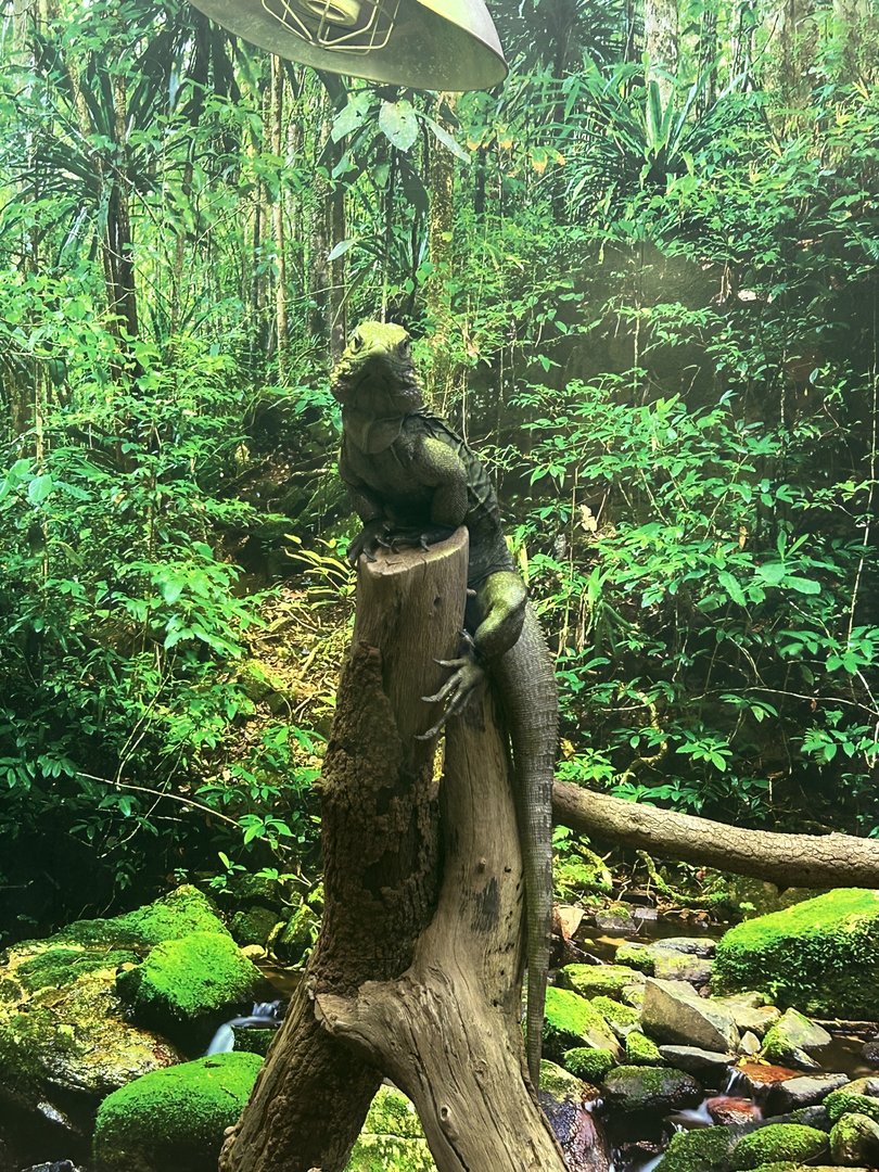 Jun. 2023- Cuban iguana