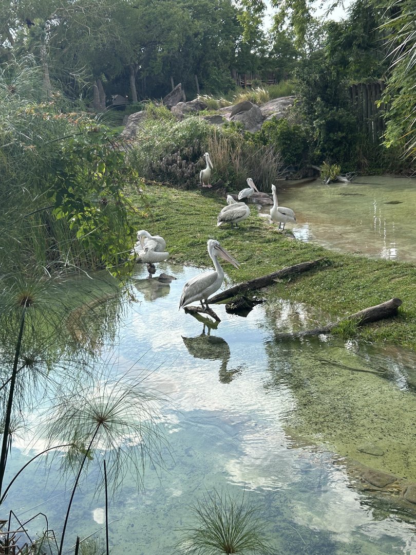 Jun. 2023- Dalmatian pelicans