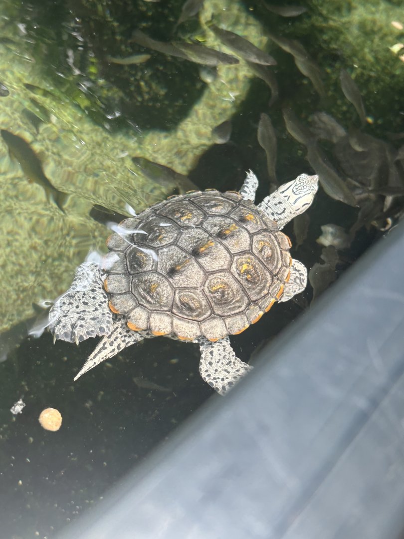 Jun. 2023- Diamondback terrapin
