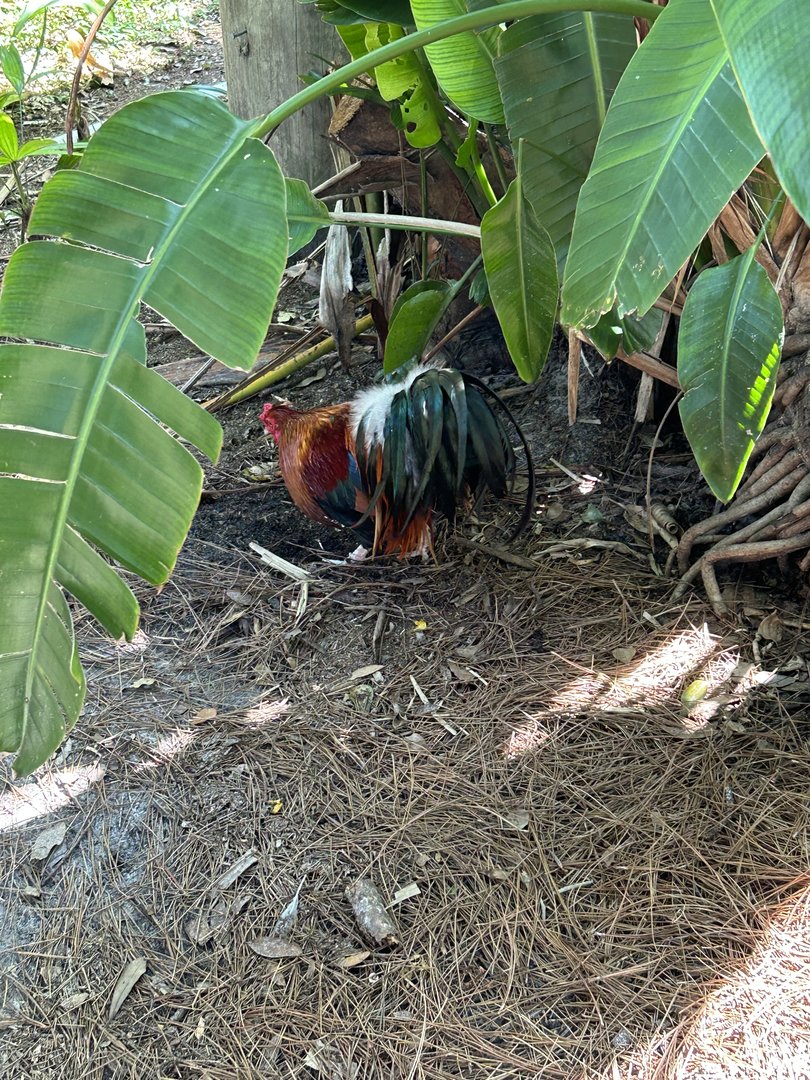 Jun. 2023- Domestic chicken