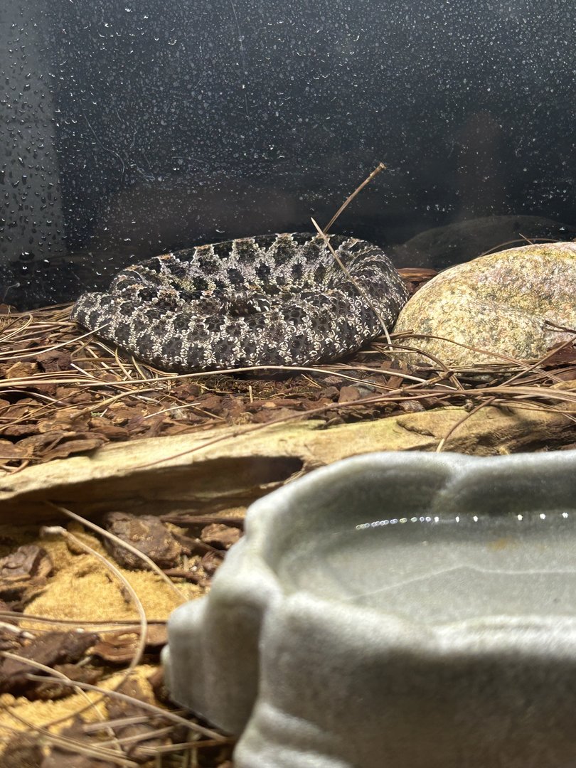 Jun. 2023- Dusky pygmy rattlesnake