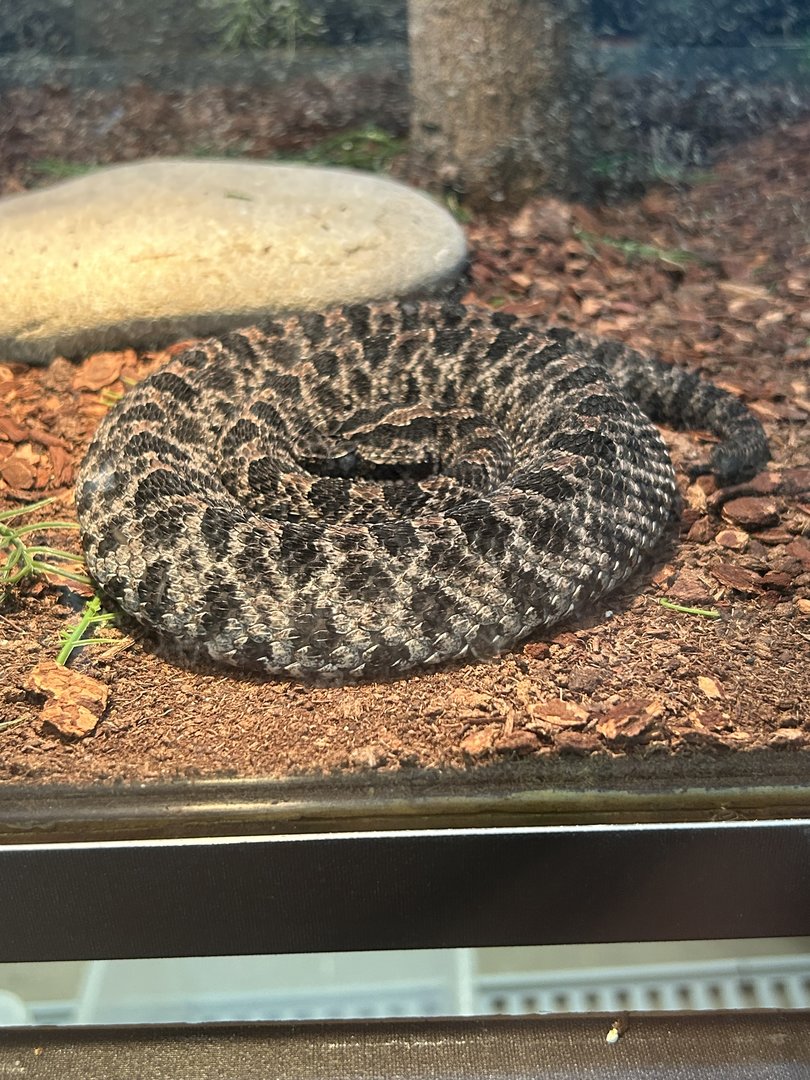 Jun. 2023- Dusky pygmy rattlesnake