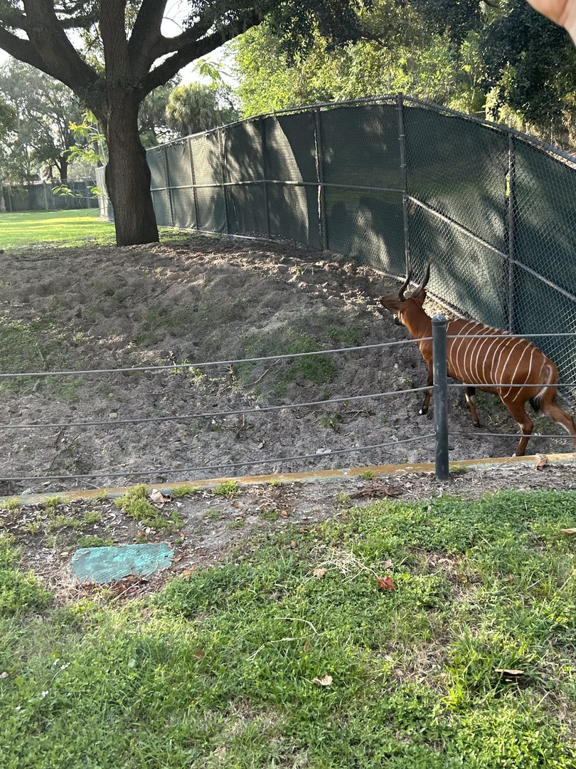 Jun. 2023- Eastern bongo